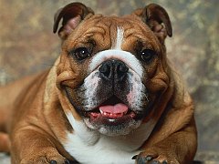 Say Cheese, Bulldog